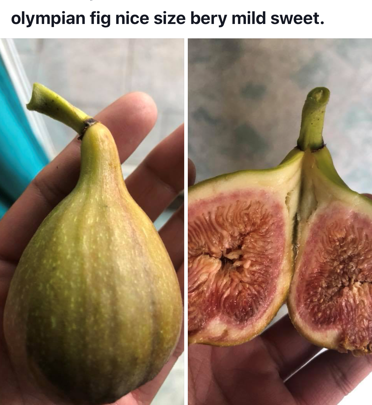 Fig Database® Olympian