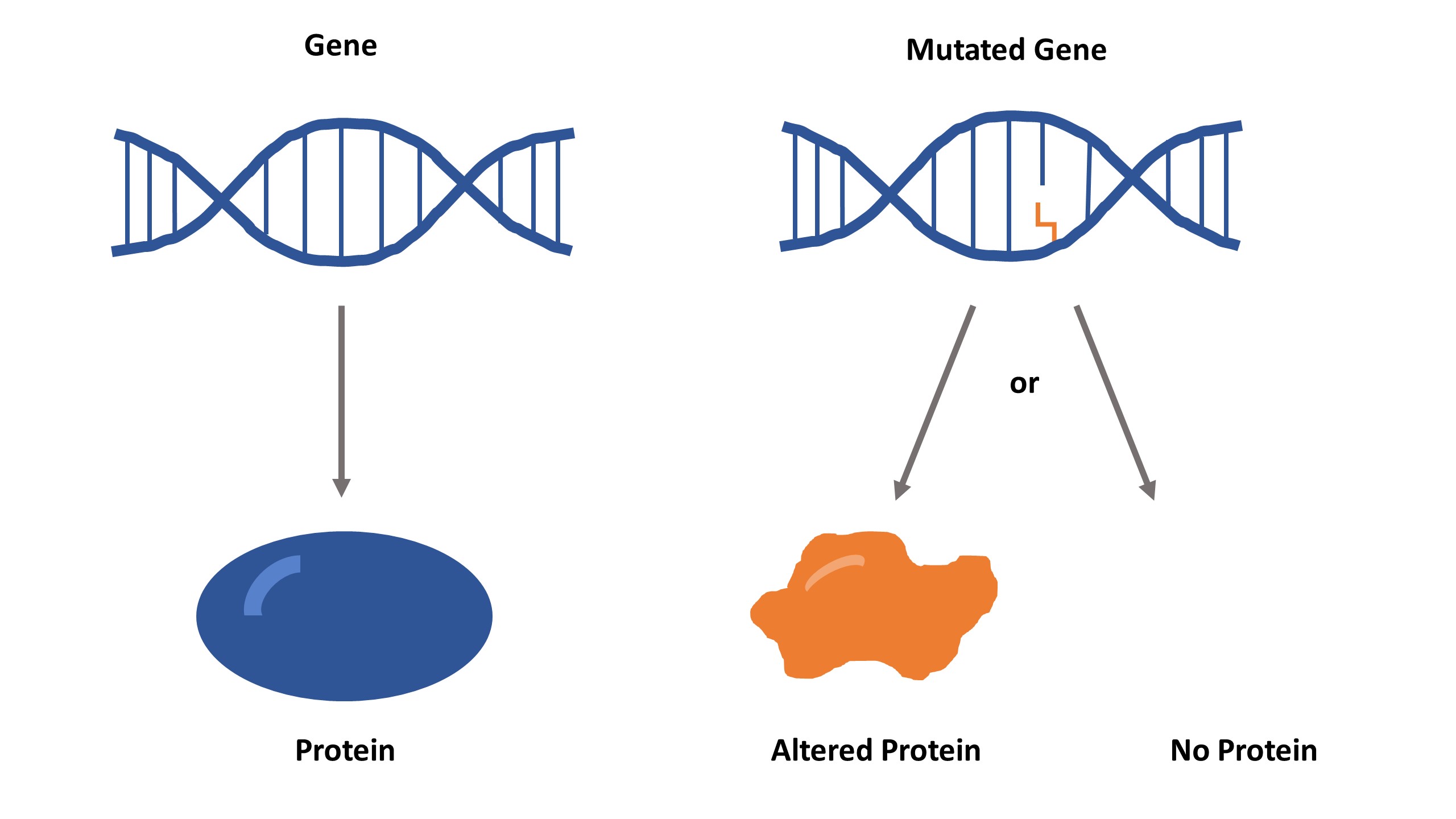 Mutation In Human Eyes