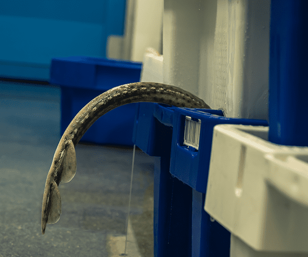 Assortiment KuNa Fish