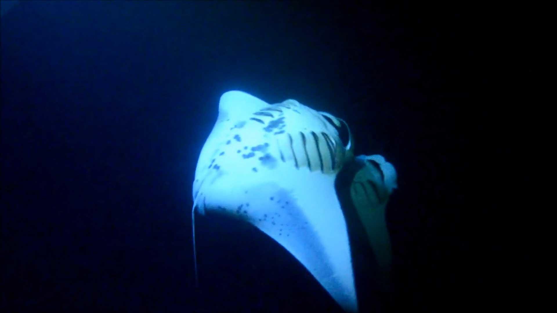 Manta Ray Night Snorkel in Kona Saltwater Soul