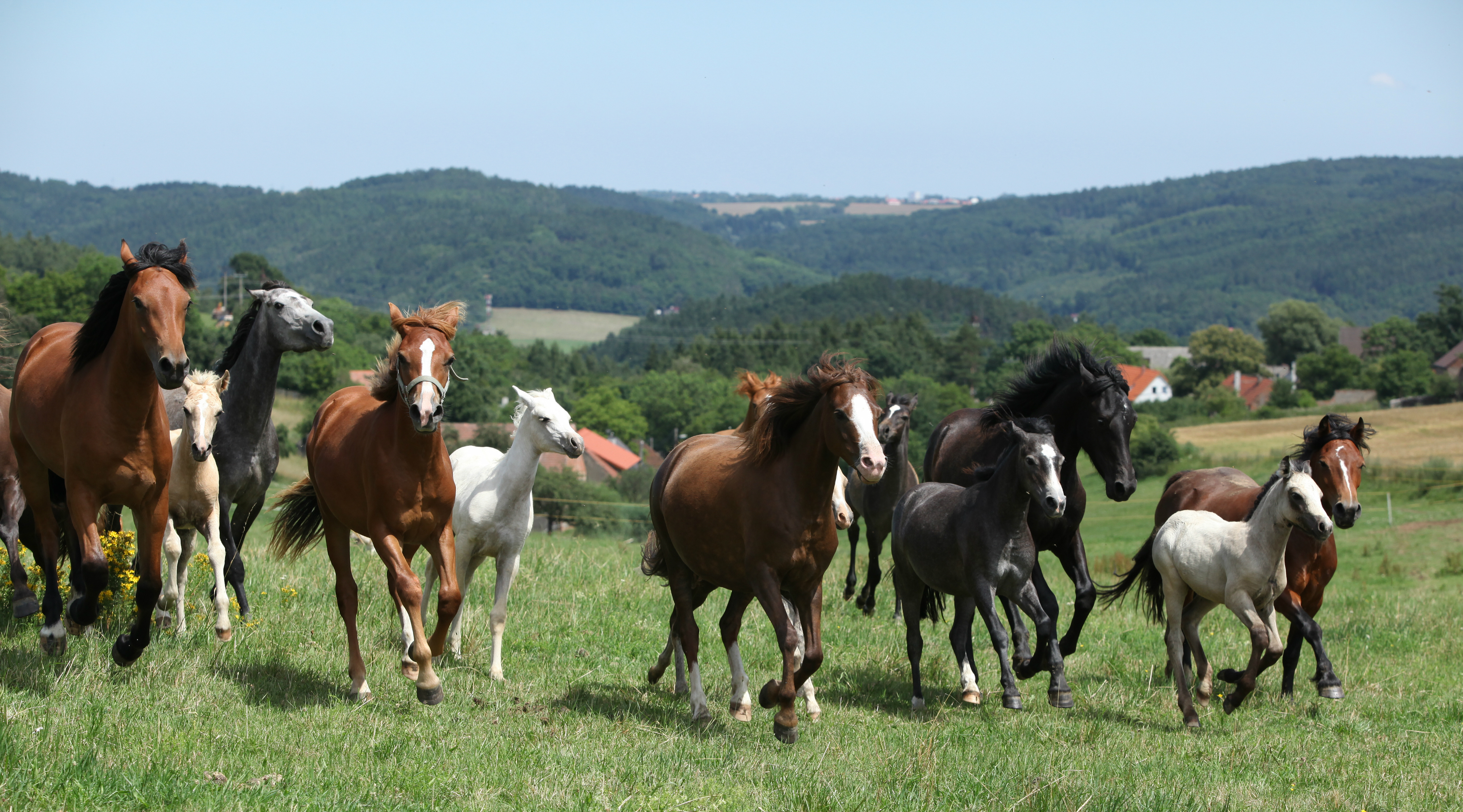 Kohala Na'alapa Stables Horseback Tour in Waimea in Big Island Book