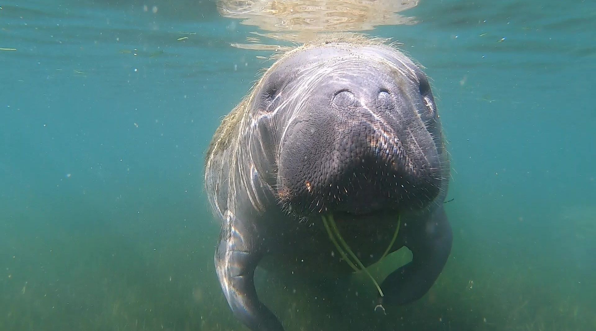 3Hour Three Sisters Springs Guided Kayak and Manatee Tour Book Tours