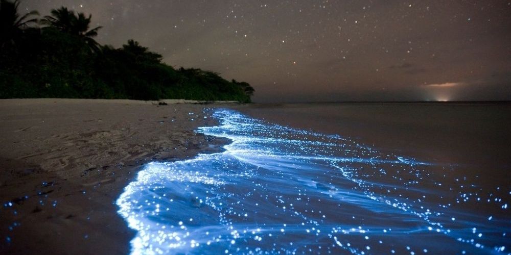 Kayaking in Vieques' Bioluminescent Bay Book Tours & Activities at
