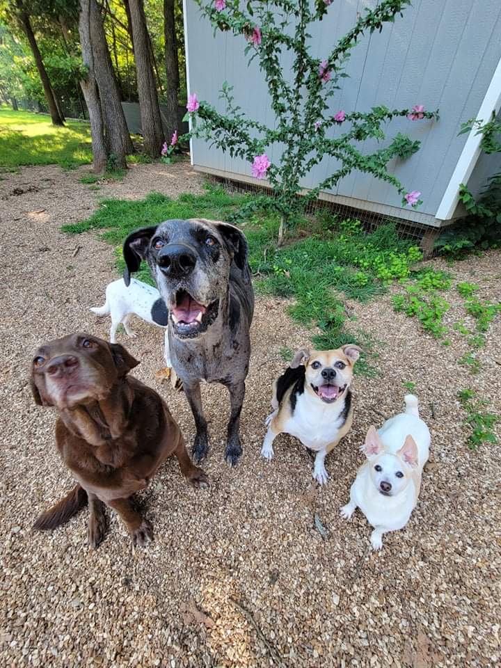 LOGO DECAL Whispering Willows Senior Dog Sanctuary, Inc. (Powered by