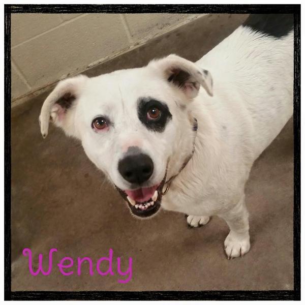 Support Our Local Bethany Animal Shelter Custom Ink Fundraising