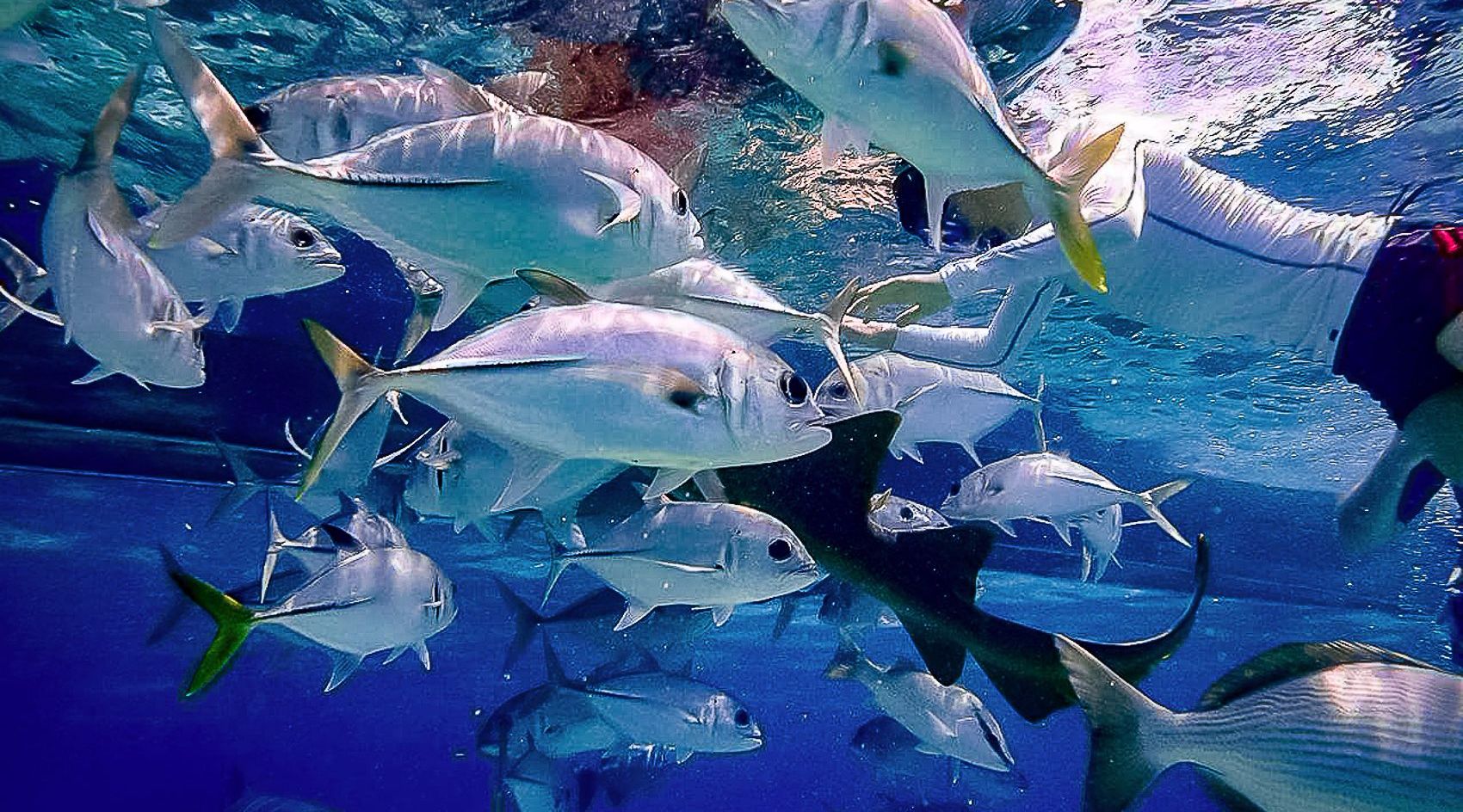 Belize Barrier Reef Snorkeling Tour Book Tours & Activities at