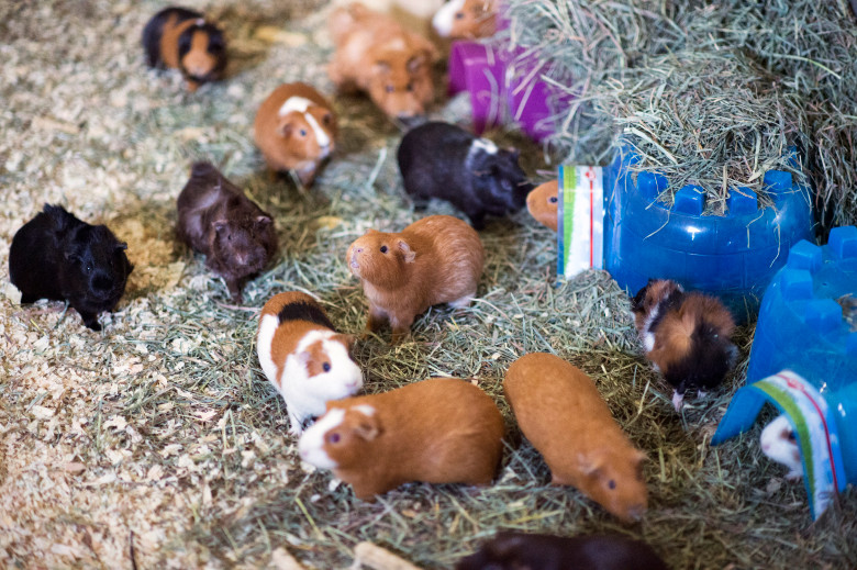 Guinea Pig Donations Los Angeles Guinea Pig Rescue (Powered by Donorbox)