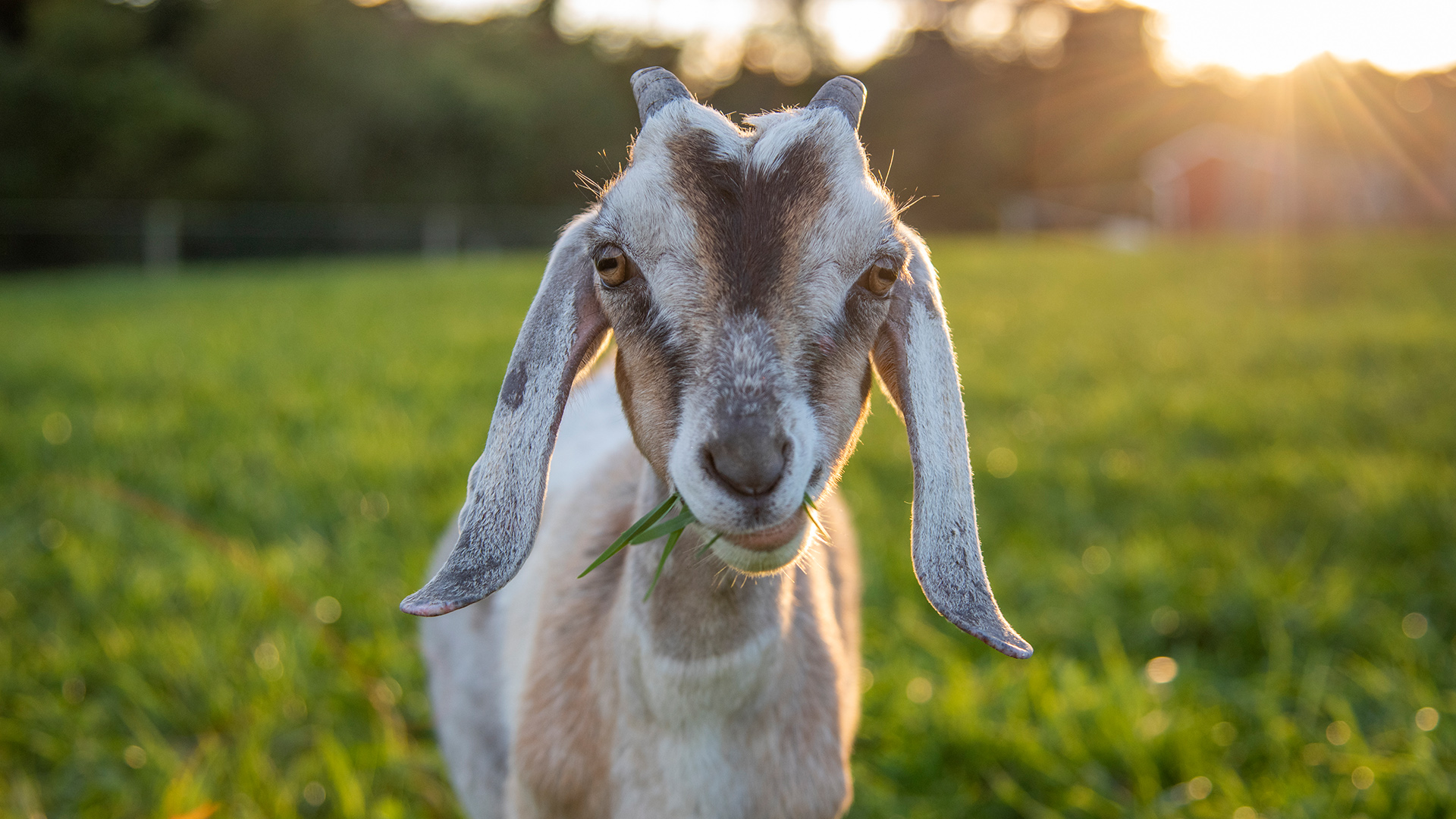 Sponsor A Goat Lancaster Farm Sanctuary (Powered by Donorbox)