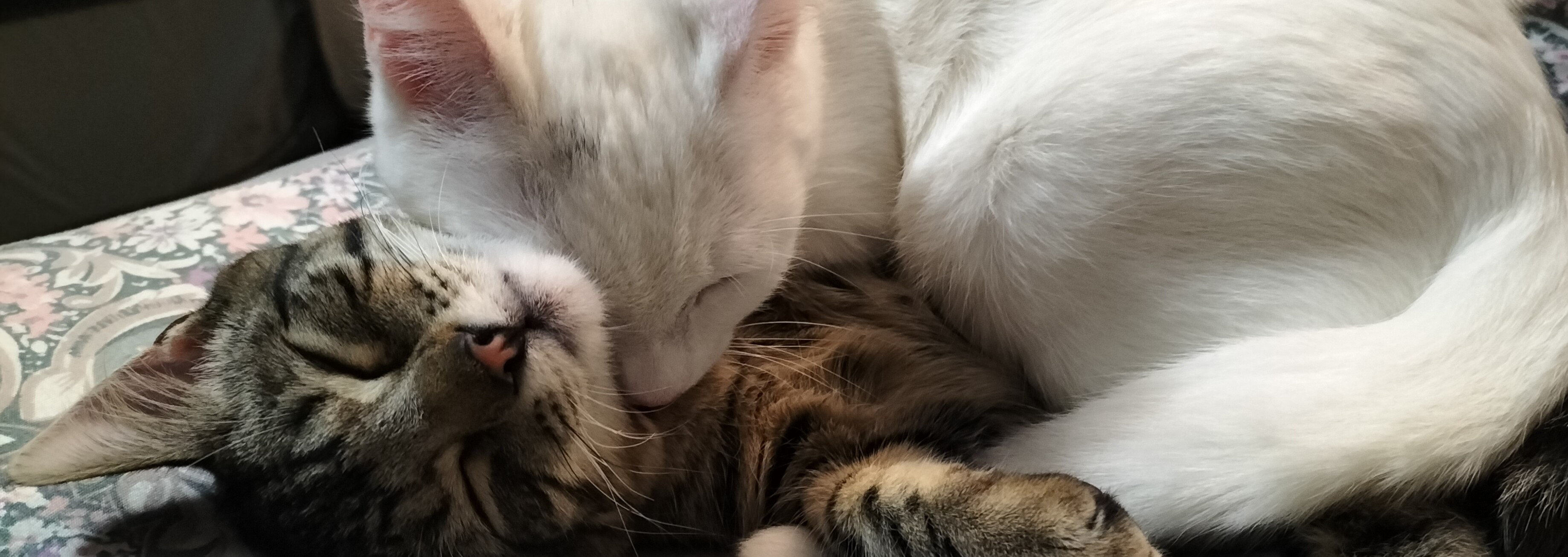 Be the hero for Dunedin's cats! Cat Rescue Dunedin (Powered by Donorbox)