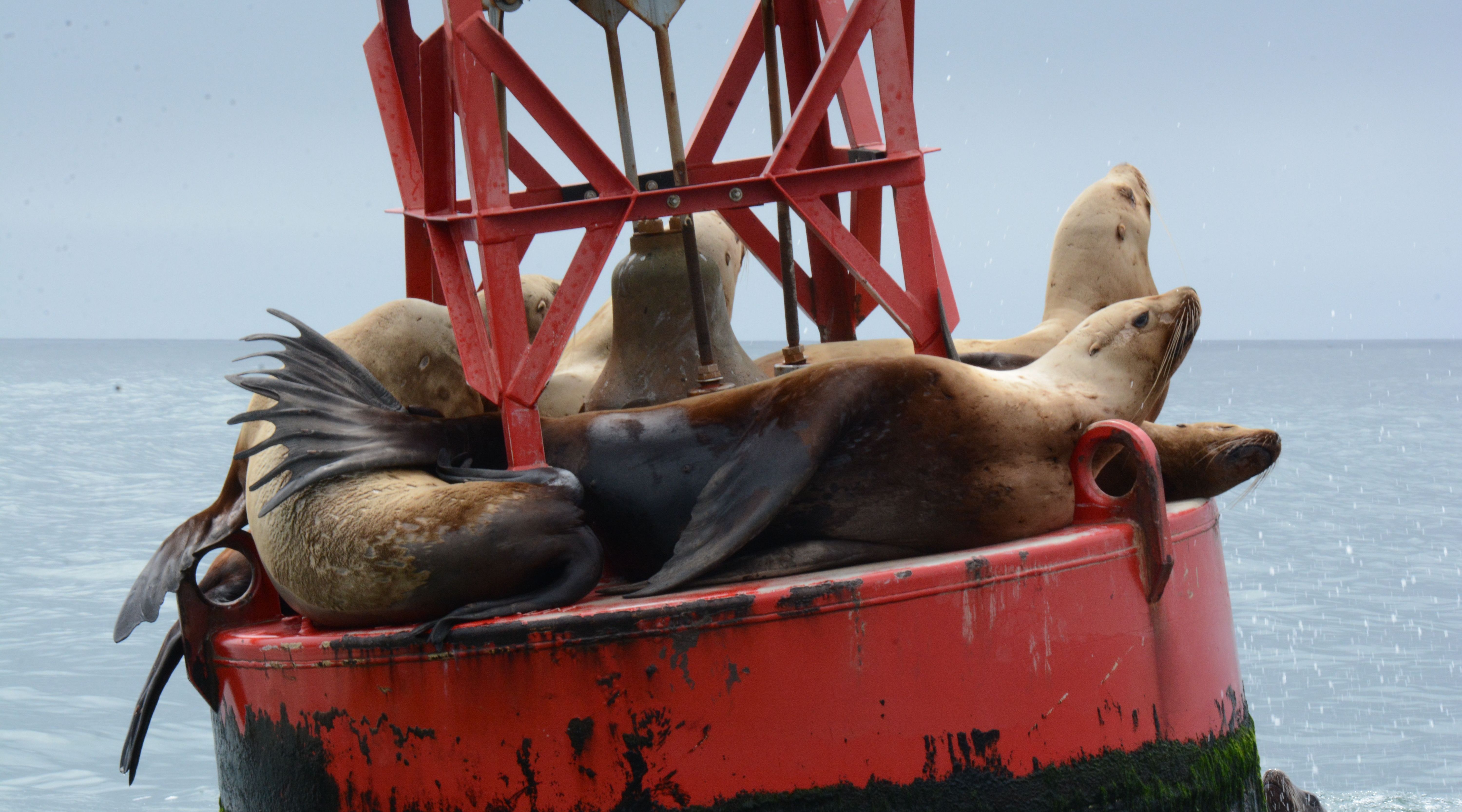 Whale Watching Trip at Depoe Bay Book Tours & Activities at