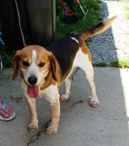 Paws Across Pittsburgh is a small, nonprofit animal rescue located in