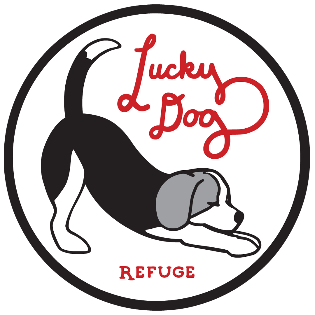 Help Us Save More Lucky Dogs! Lucky Dog Refuge (Powered by Donorbox)
