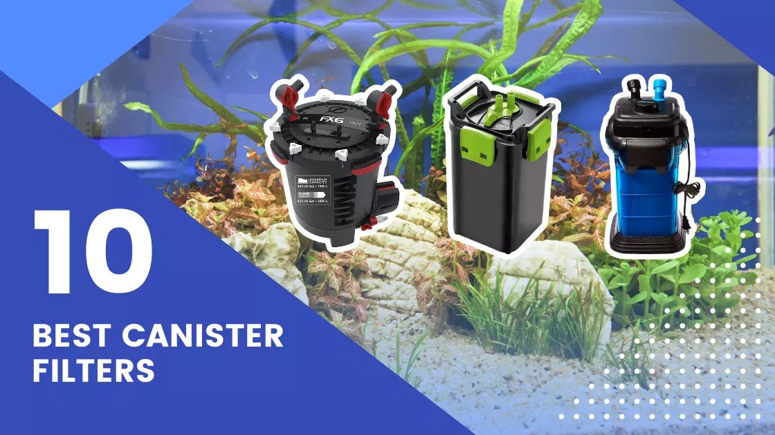 10 Best Canister Filters (Reviewed June 2024)