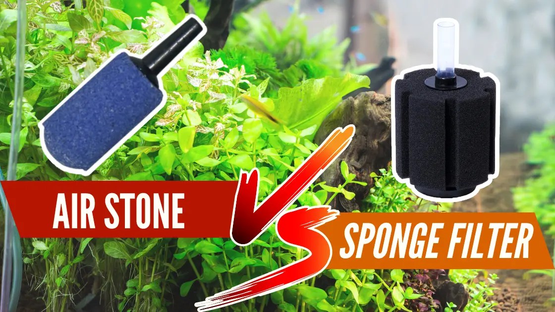 Airstone Vs Sponge Filter Which is Better For You?