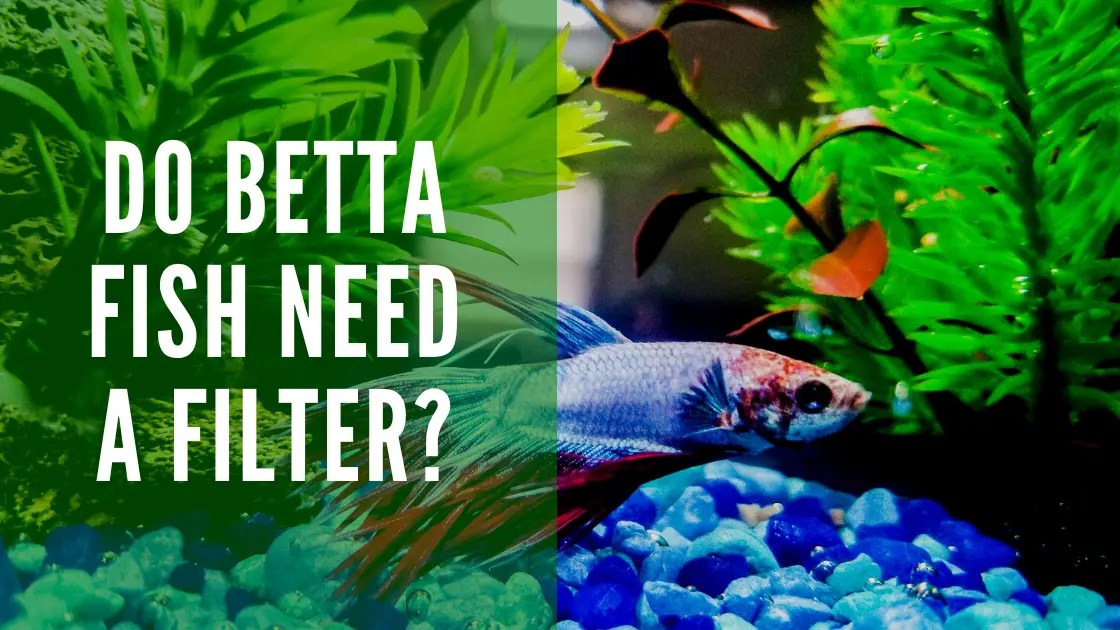 Do Betta Fish Need a Filter? Here's What the Experts Say