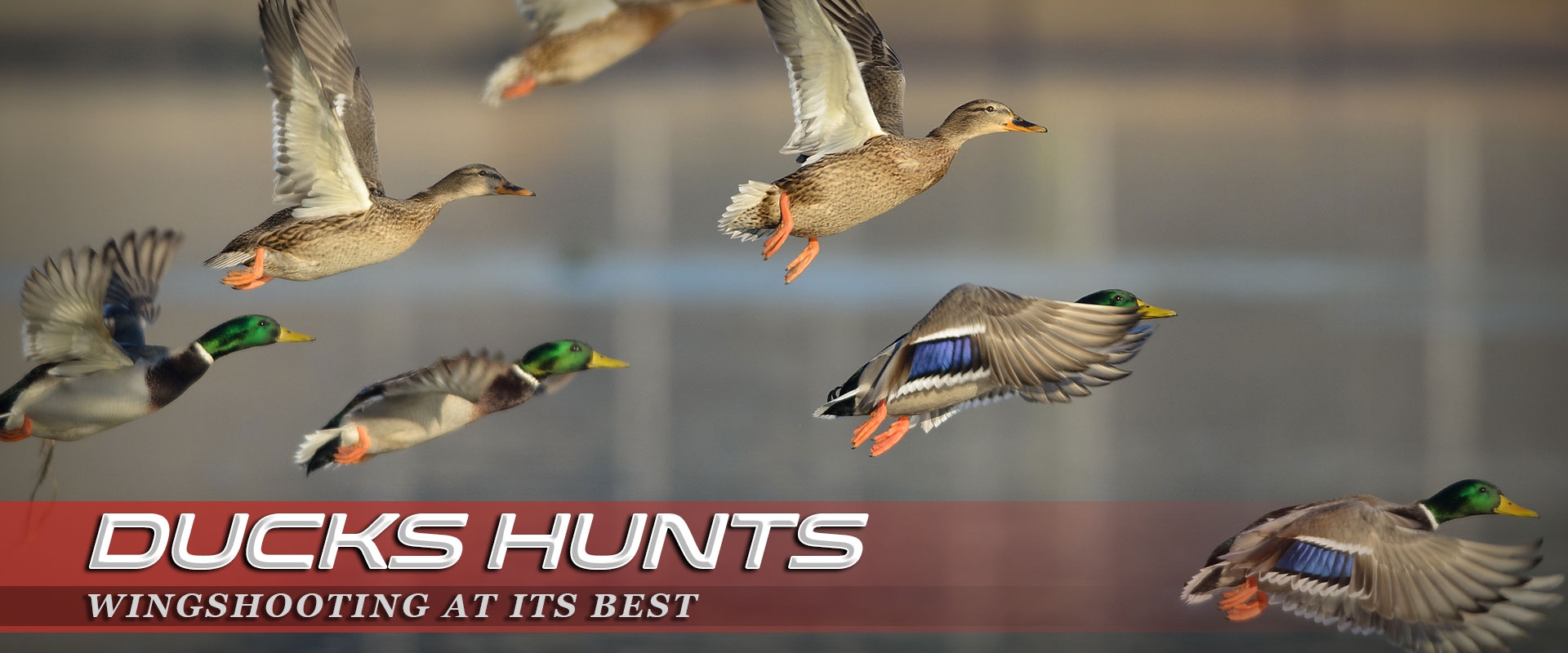 Final Descent Guide Services Lubbock TX Waterfowl Hunting Guide