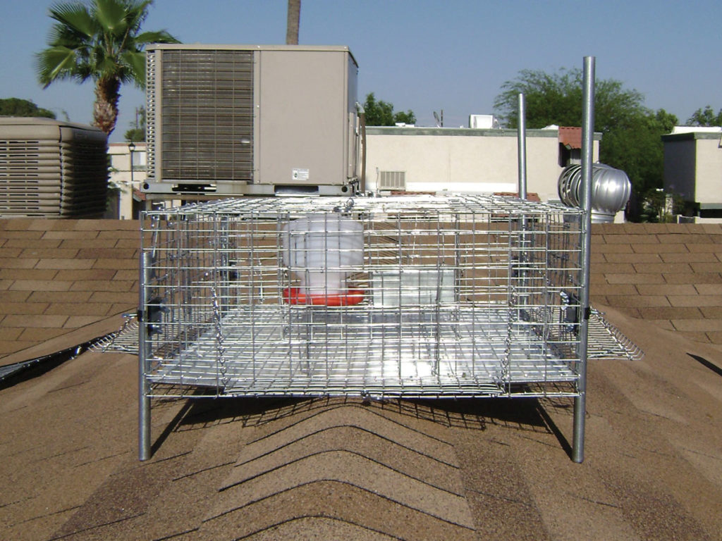 Backyard Survivalist How to trap pigeons Final Prepper