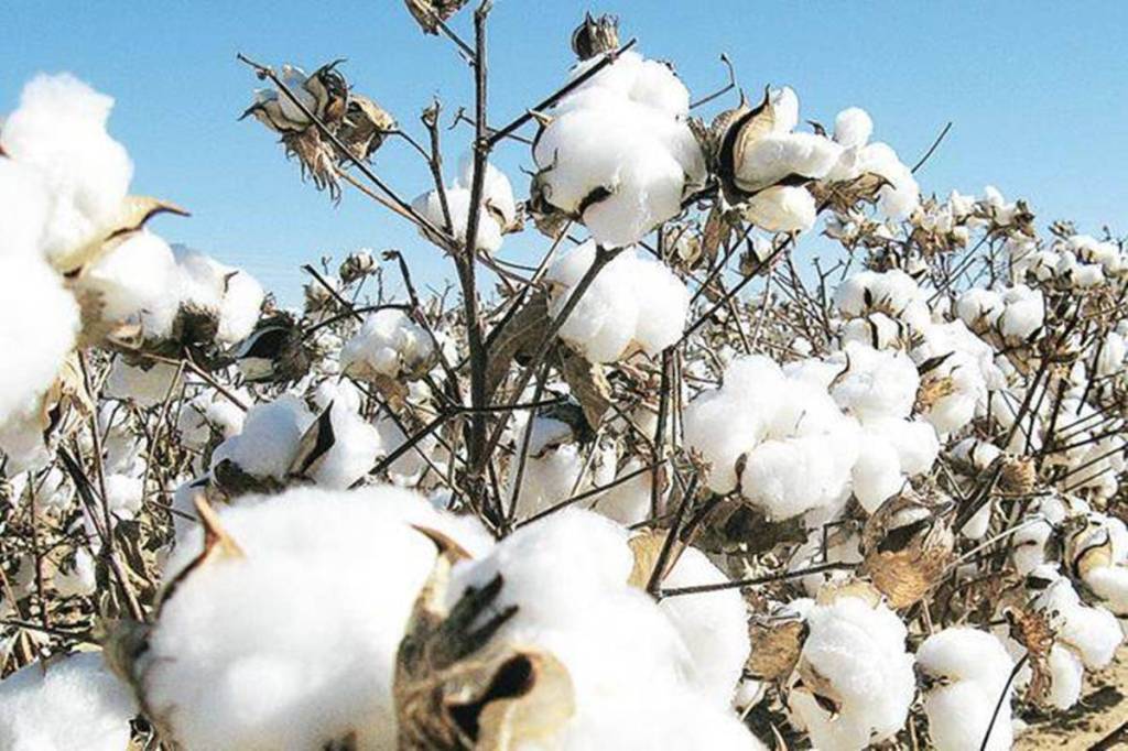 Cotton ginners hope to reap profits as prices ruling high Industry