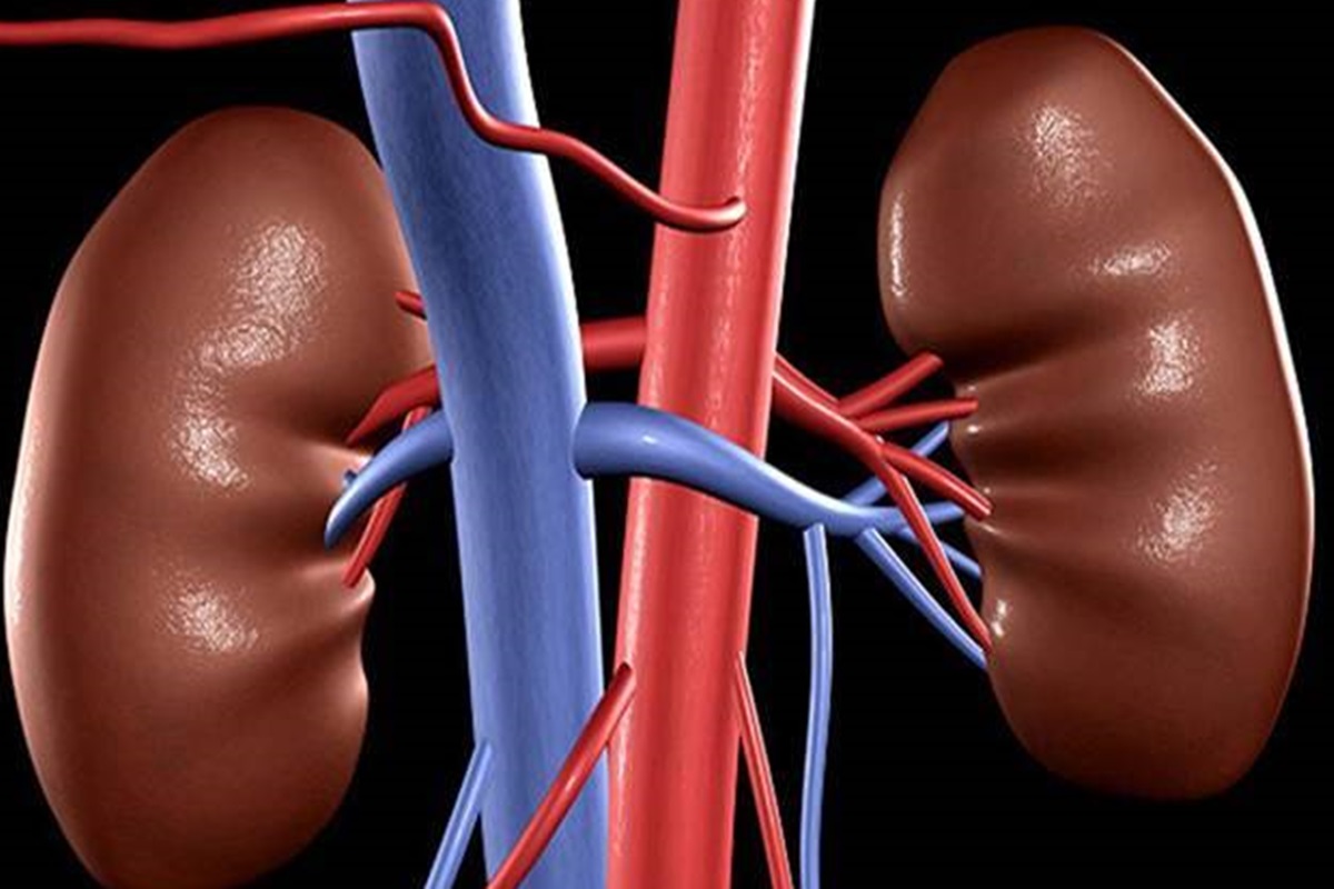 Successful pig kidney transplantation done into a human for first time