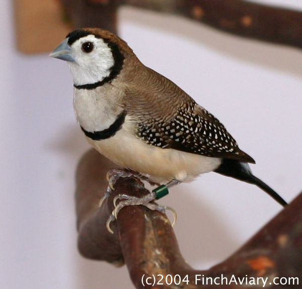 Finch Aviary Accessories Perches