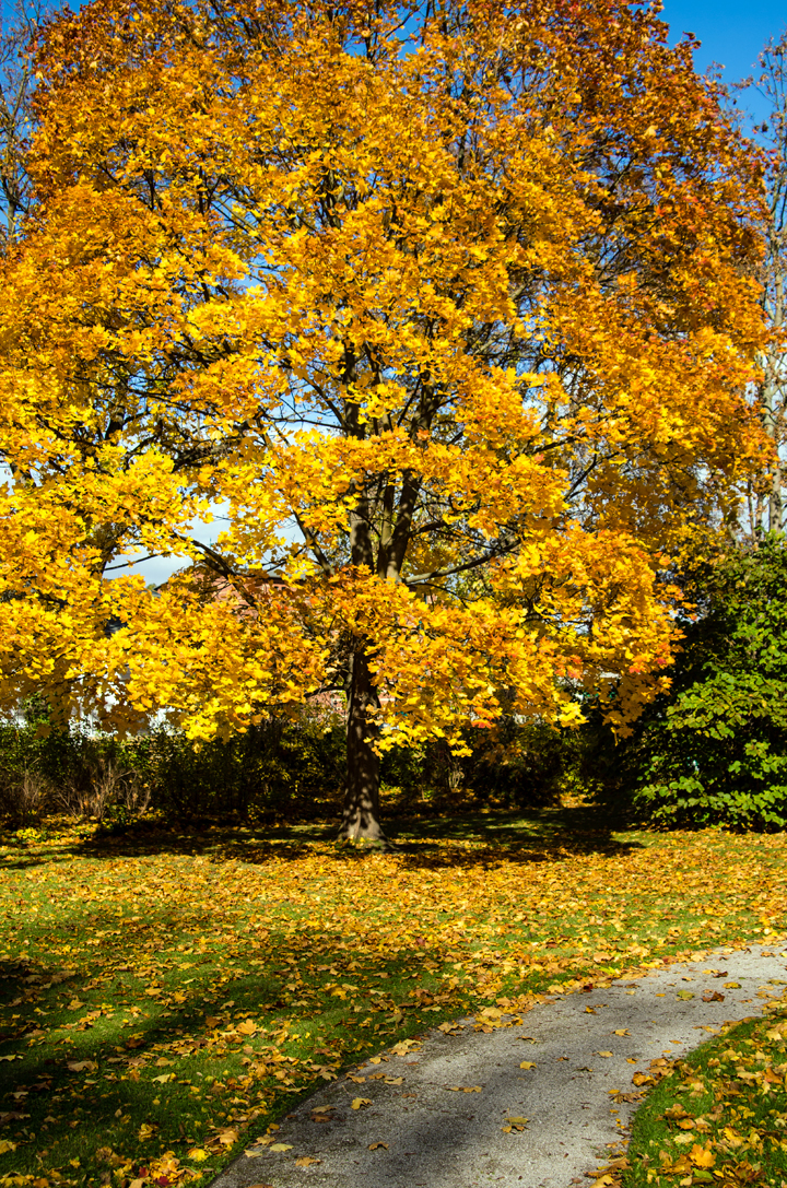 Bild Ahorn im Herbst finddasbild.de