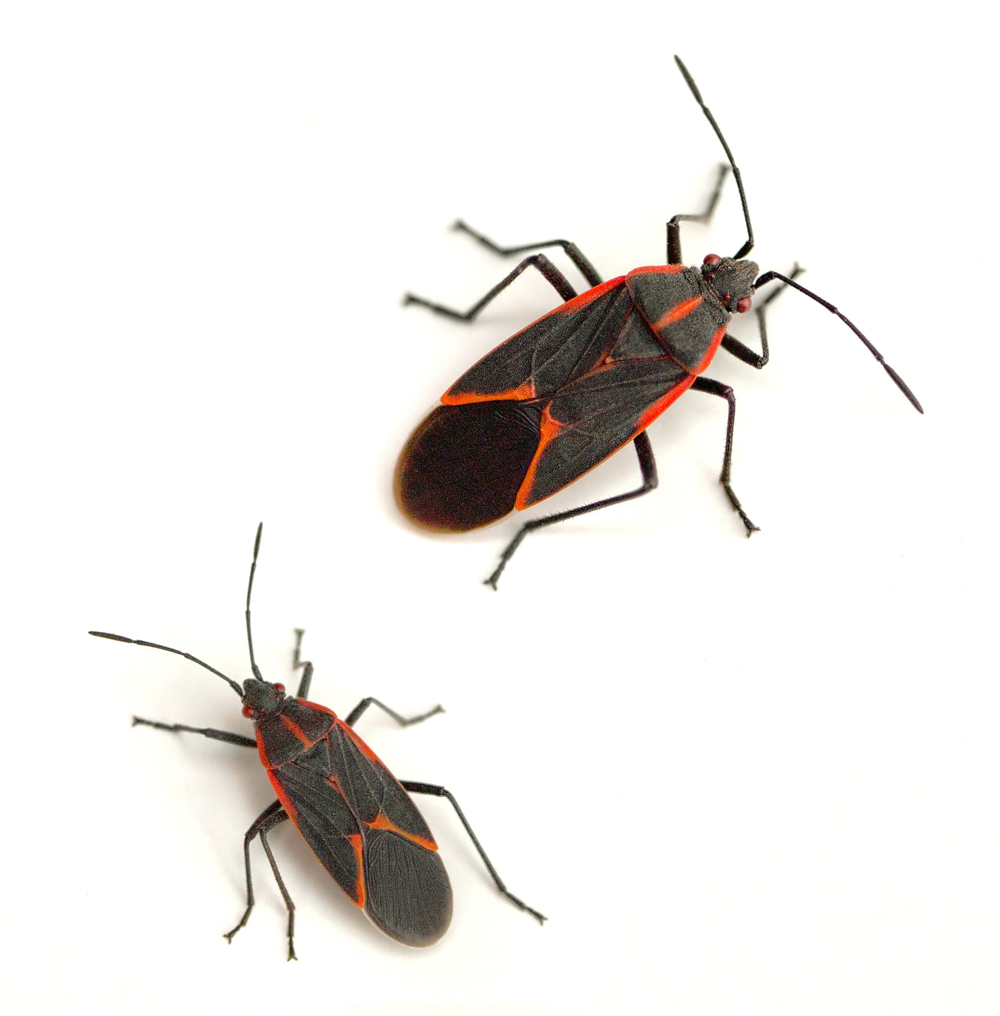 Common Household Pests and How to Get Rid of Them