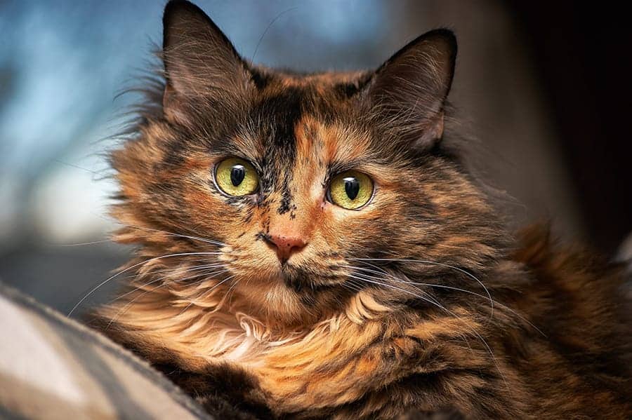 Tortoiseshell Cat Names 100+ Perfect Ideas! Find Cat Names
