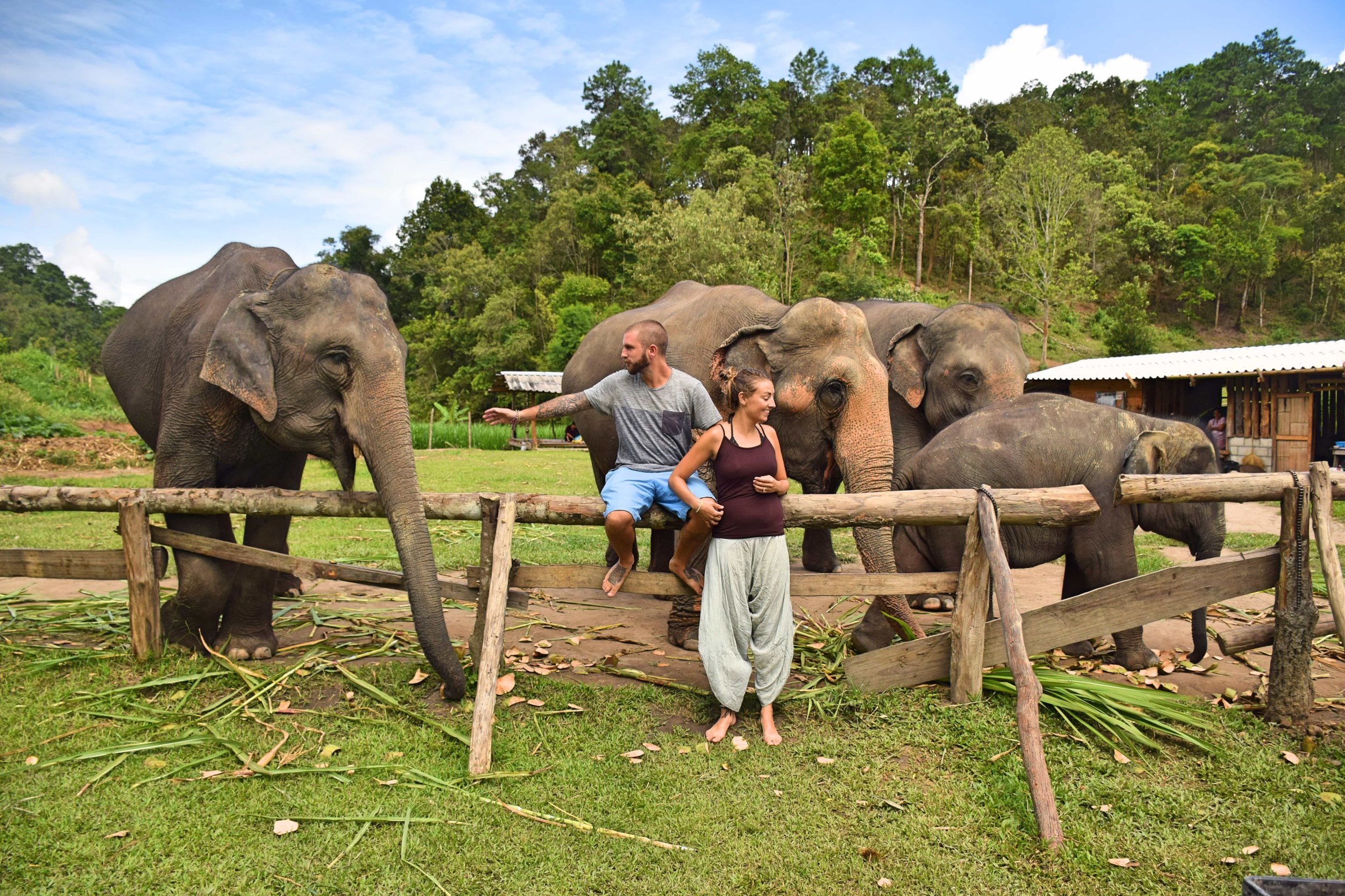 Things You Need Know To Find Elephant Sanctuary In Chiang Ma