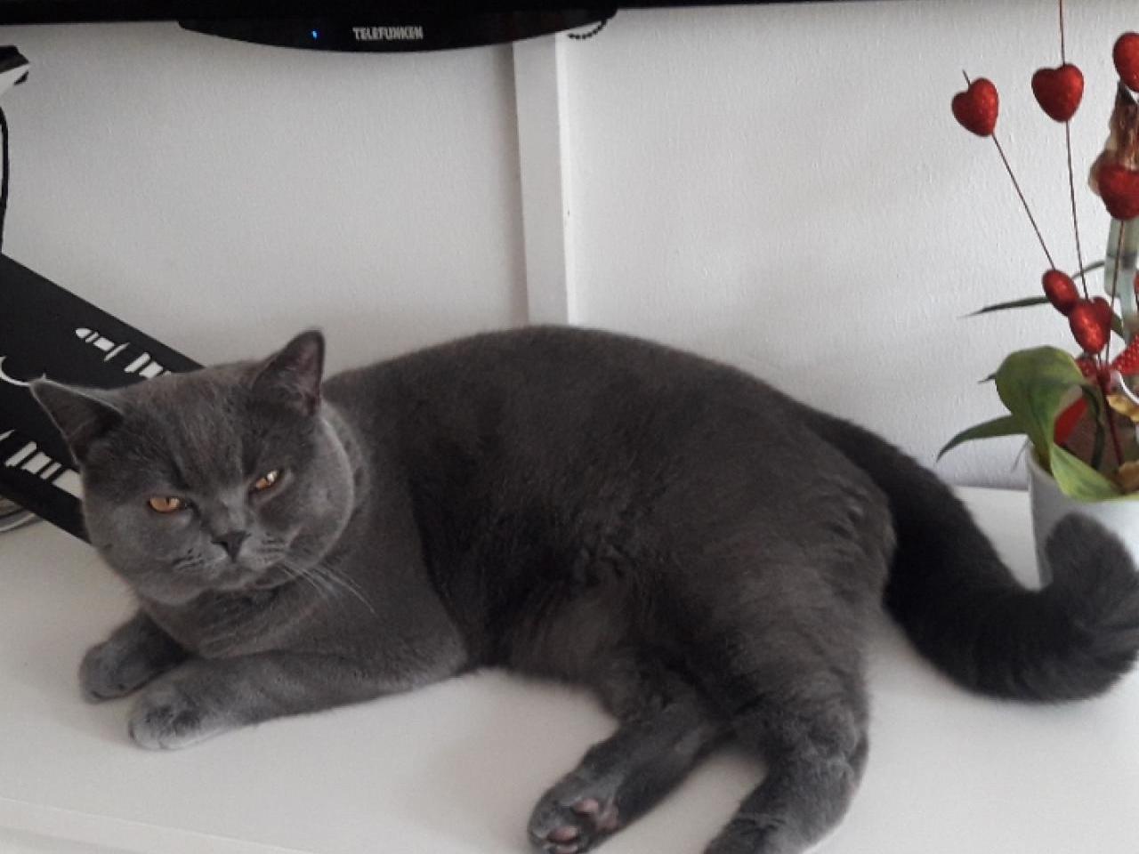 Vermisst wird Duman Britisch Kurzhaar (Shorthair) aus