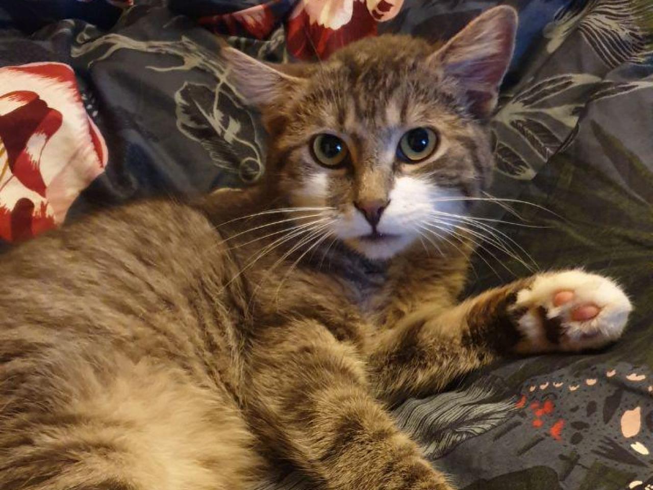 Vermisst wird Pavi(an) Hauskatze aus 91056 Erlangen