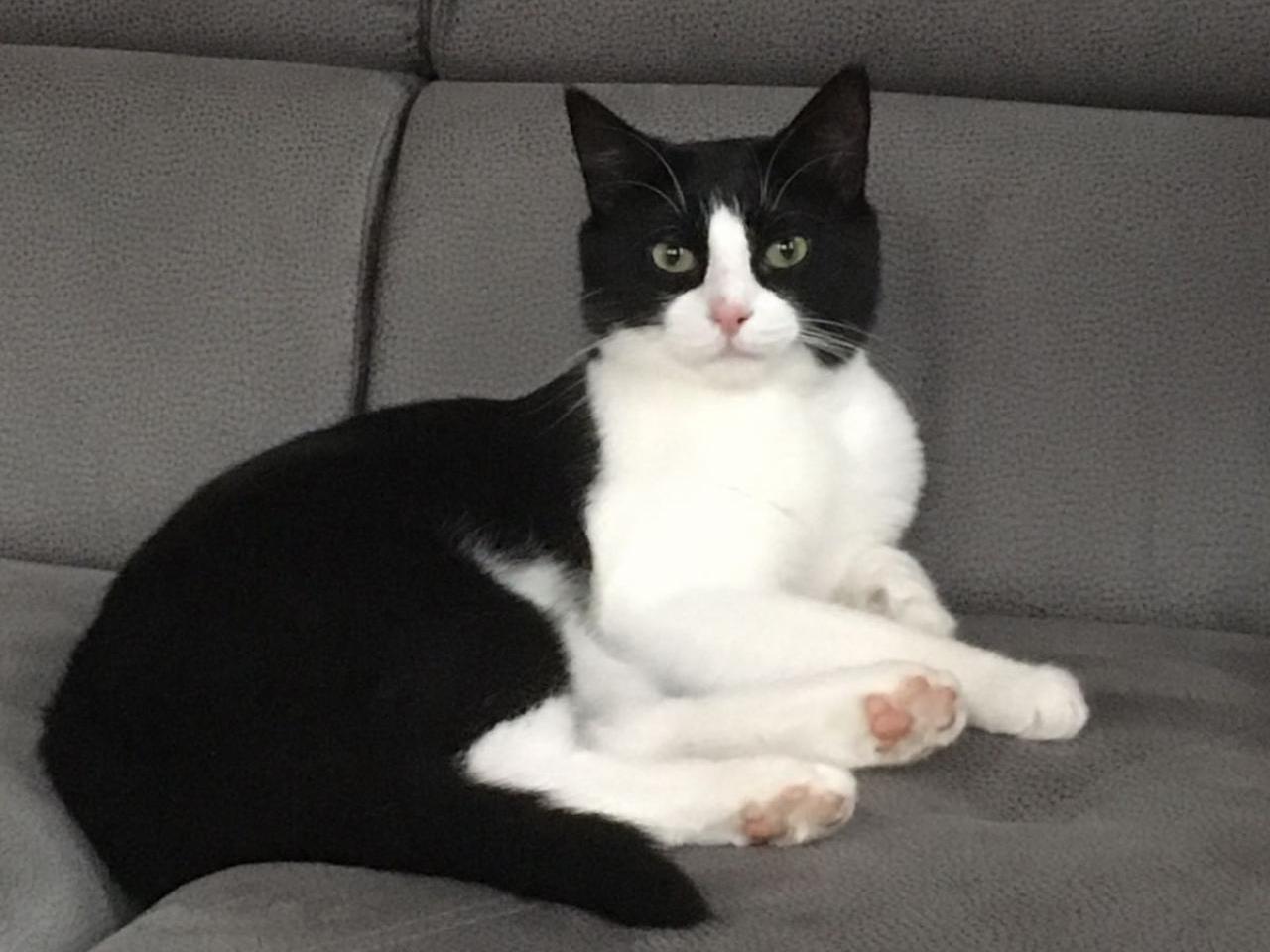 Vermisst wird Felix Hauskatze aus 6005 Luzern P082781700