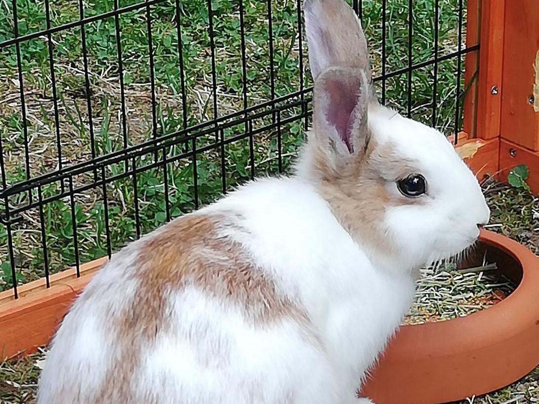 Vermisst wird Bunny Zwergkaninchen aus 70565 Stuttgart