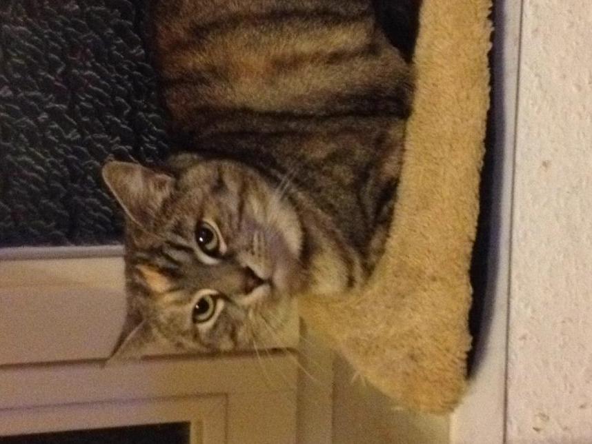 Vermisst wird COCO Hauskatze aus 76189 Karlsruhe P092284975