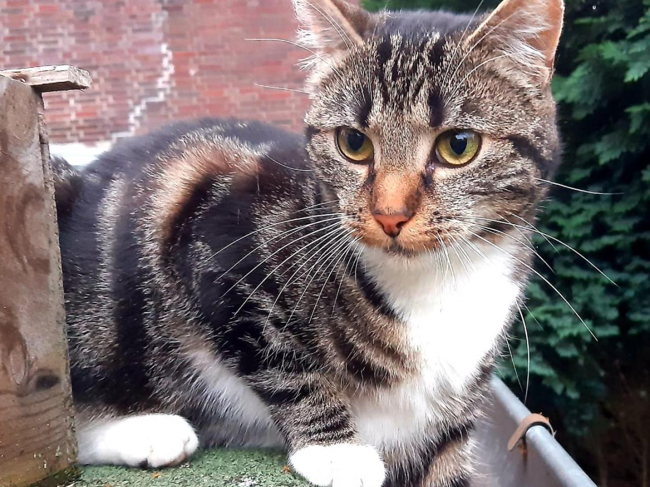 Vermisst wird Lexi Hauskatze aus 28211 Bremen P121997052