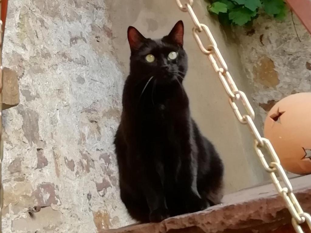 Vermisst wird Mia Hauskatze aus 76229 Karlsruhe P122998115
