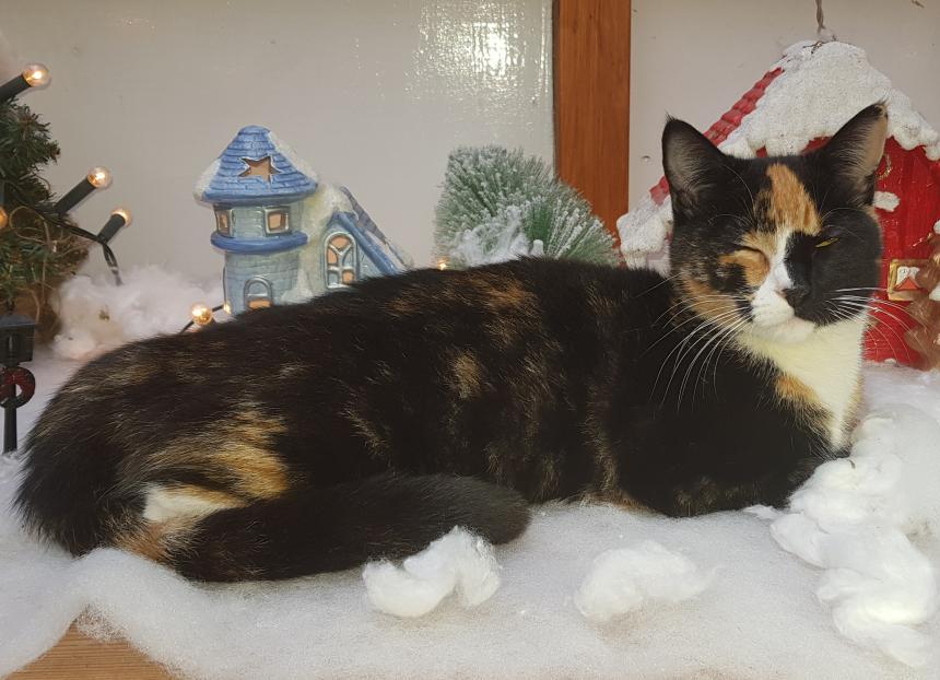 Vermisst wird Luna Hauskatze aus 47167 Duisburg P010899517