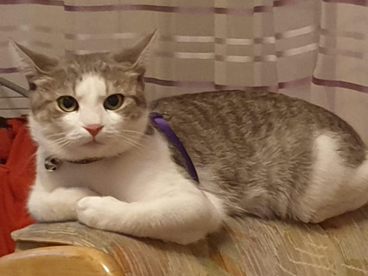 Vermisst wird Mascha Hauskatze aus 60326 Frankfurt am Main P0331111627