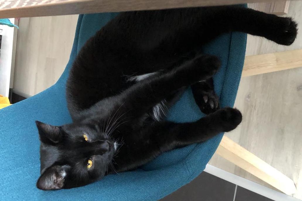 Vermisst wird Nicki Hauskatze aus 60599 Frankfurt P0422114276