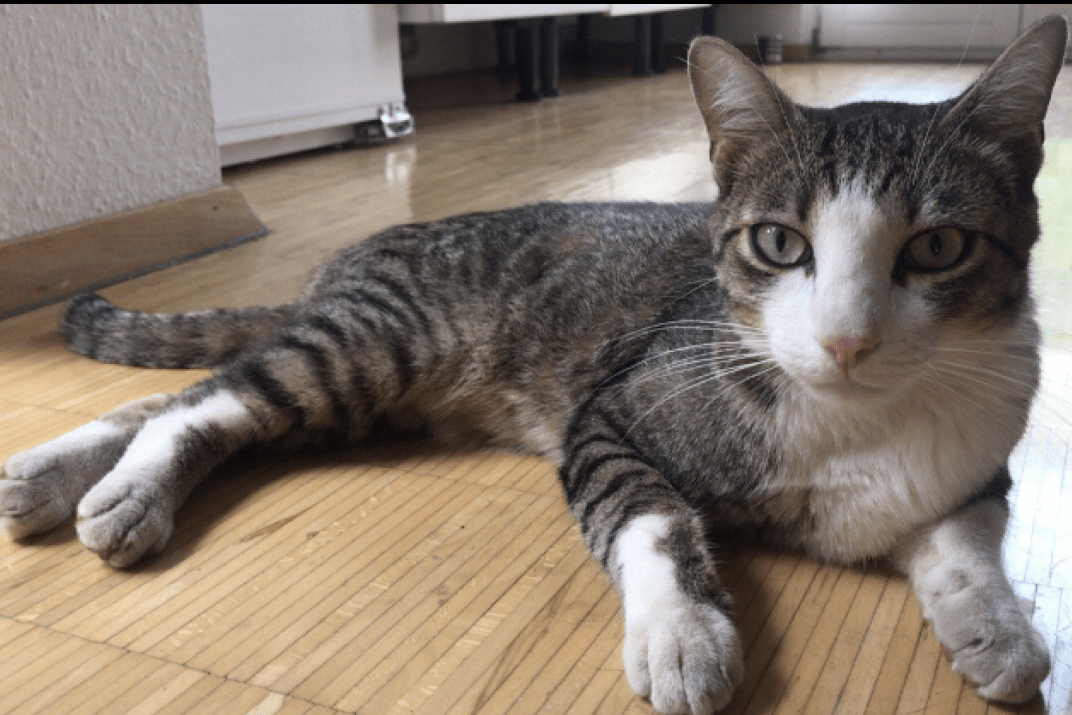 Vermisst wird Benni Hauskatze aus 76187 Karlsruhe