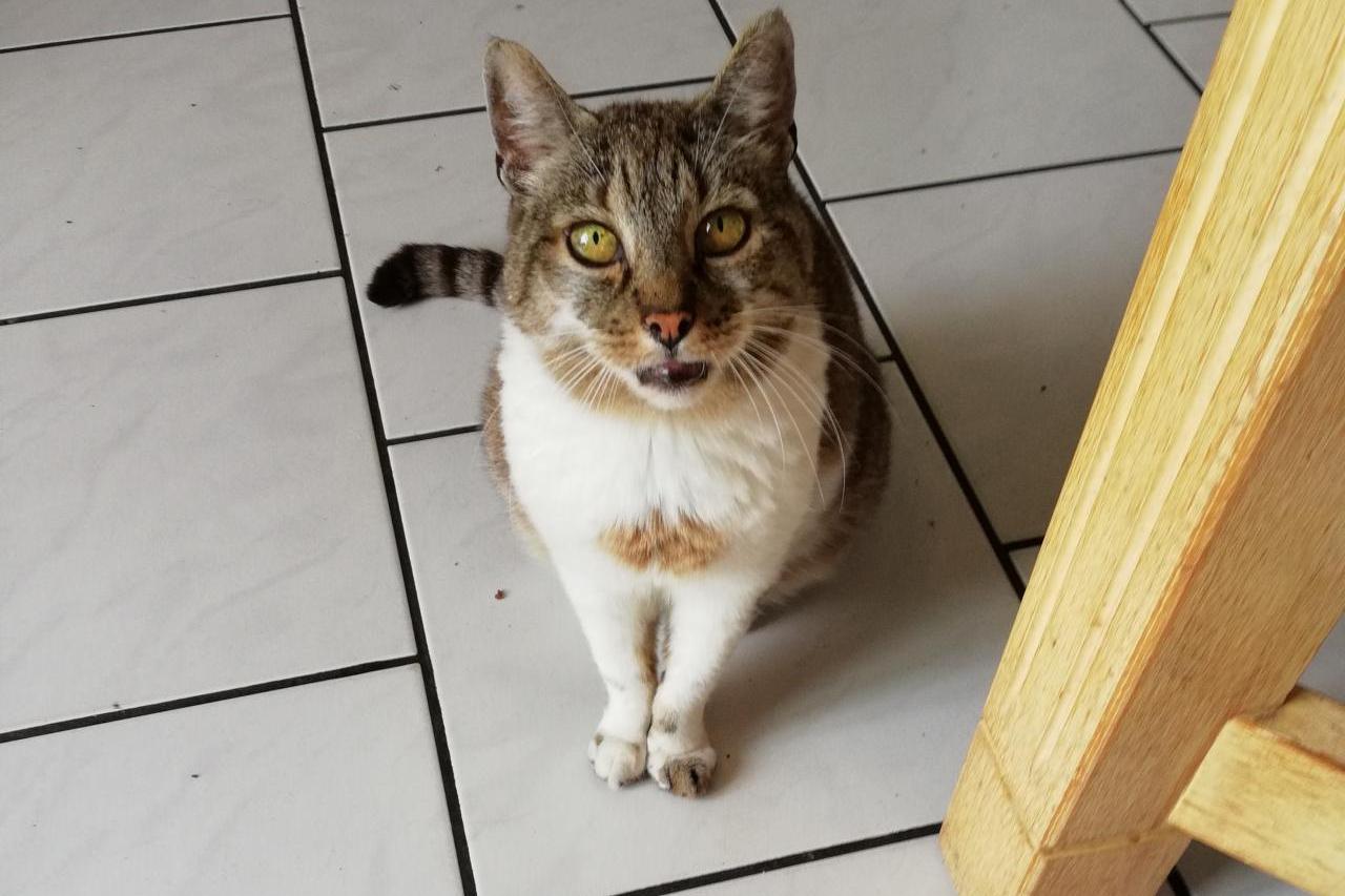 Vermisst wird Shorty Hauskatze aus 47138 Duisburg