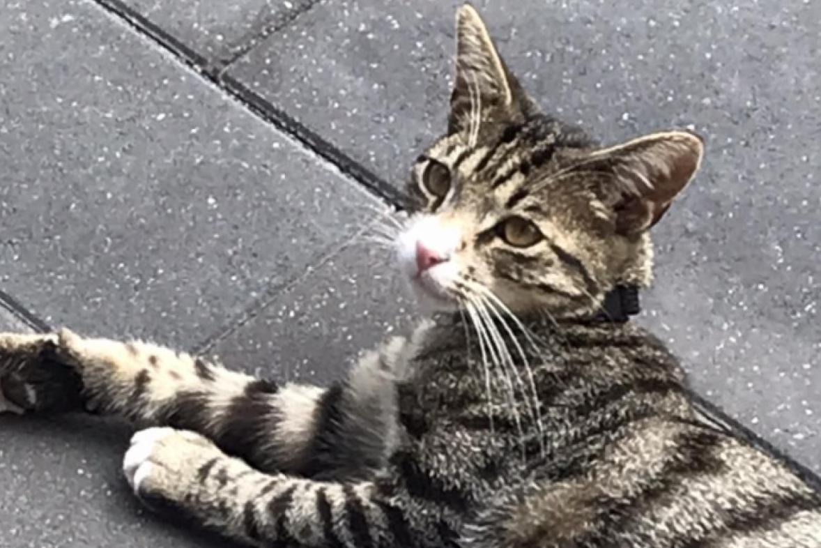 Vermisst wird Tiger Hauskatze aus 27639 Wurster Nordseeküste P1006140975
