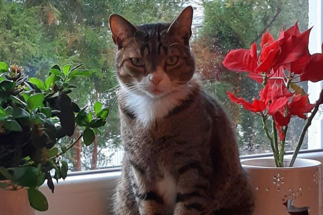Vermisst wird Romeo Europäisch Kurzhaar aus 76139