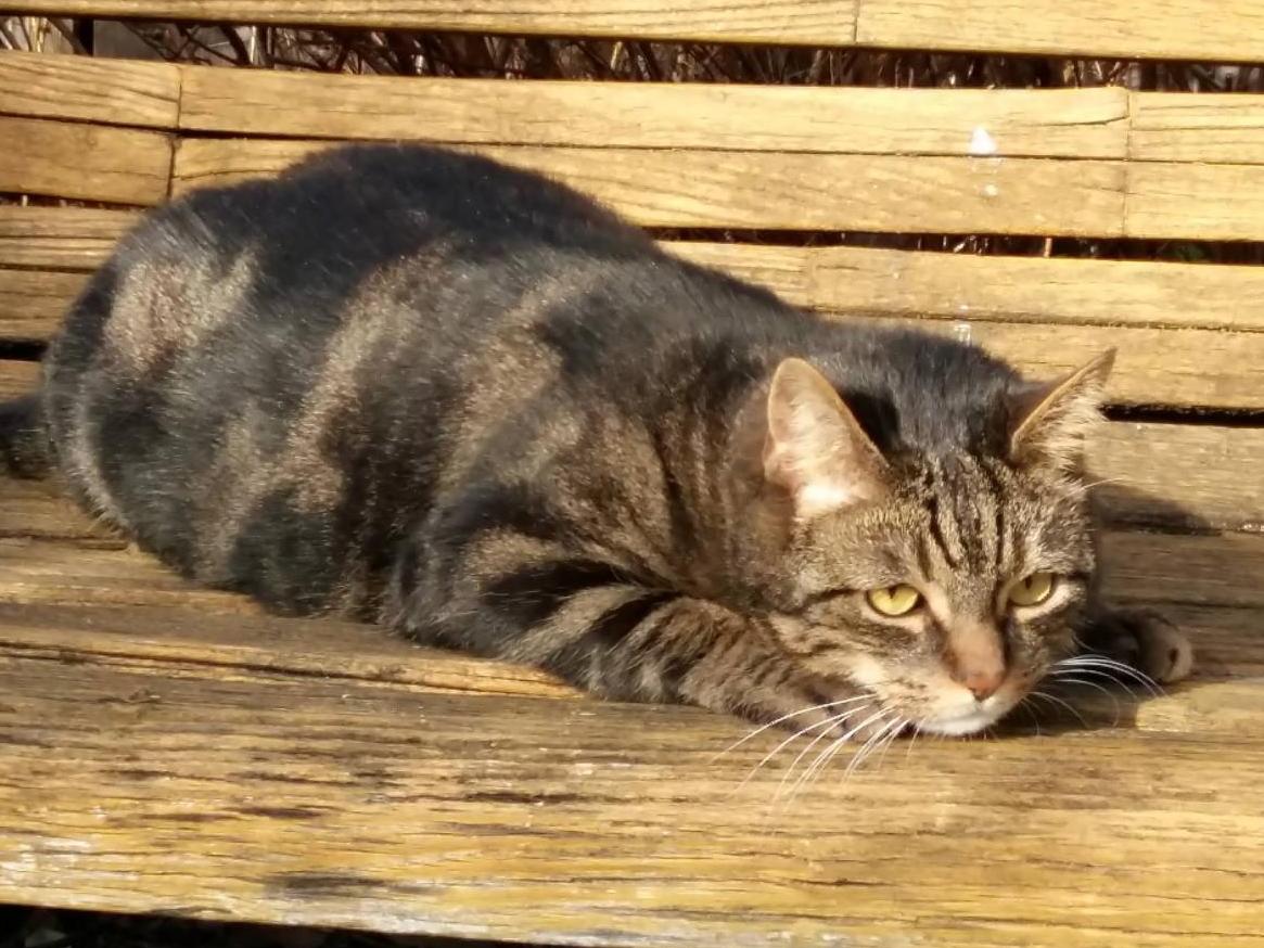 Vermisst wird Sabai Hauskatze aus 81539 München P012413528