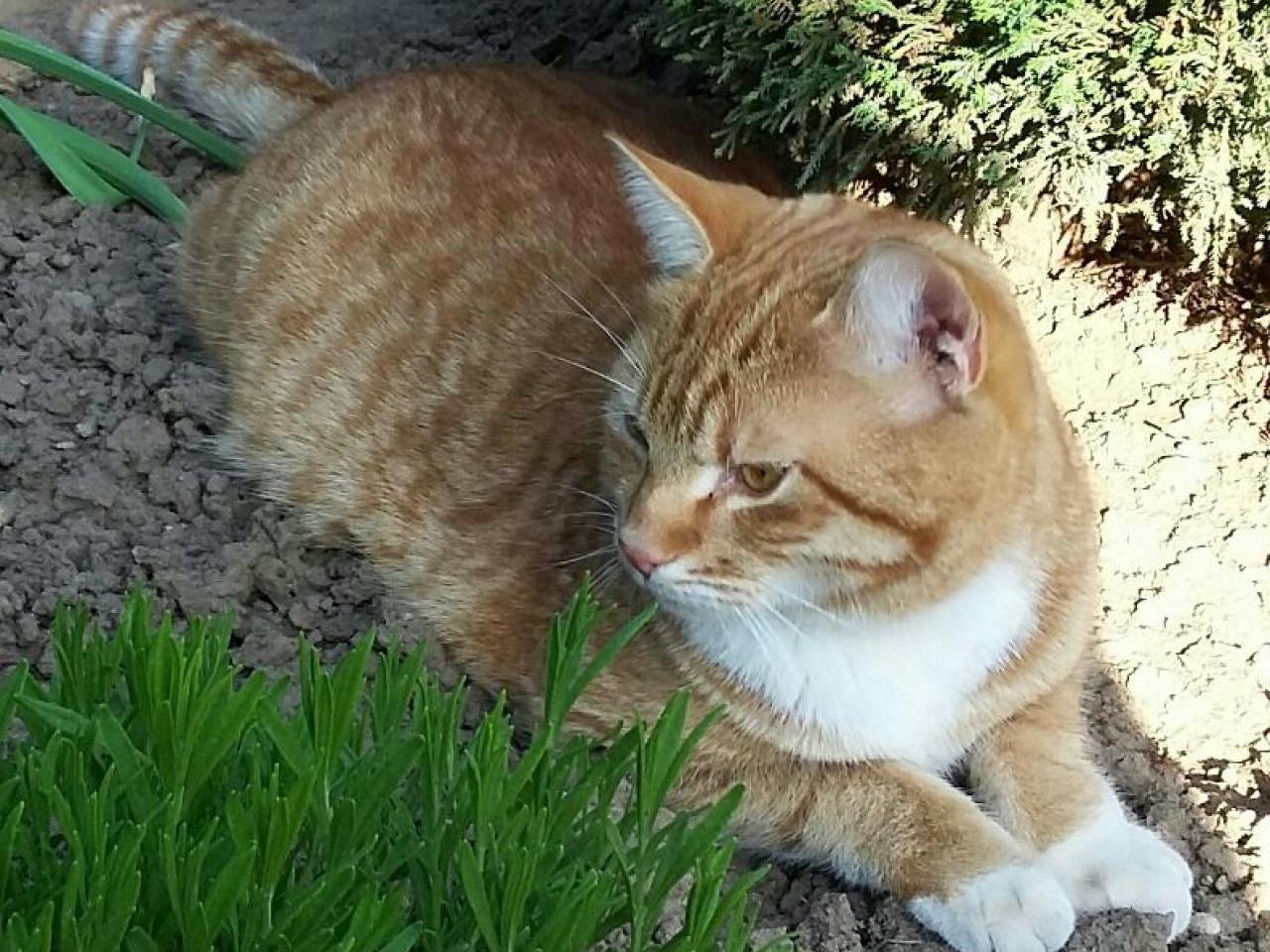 Vermisst wird Willi Hauskatze aus 55283 Nierstein P062328490