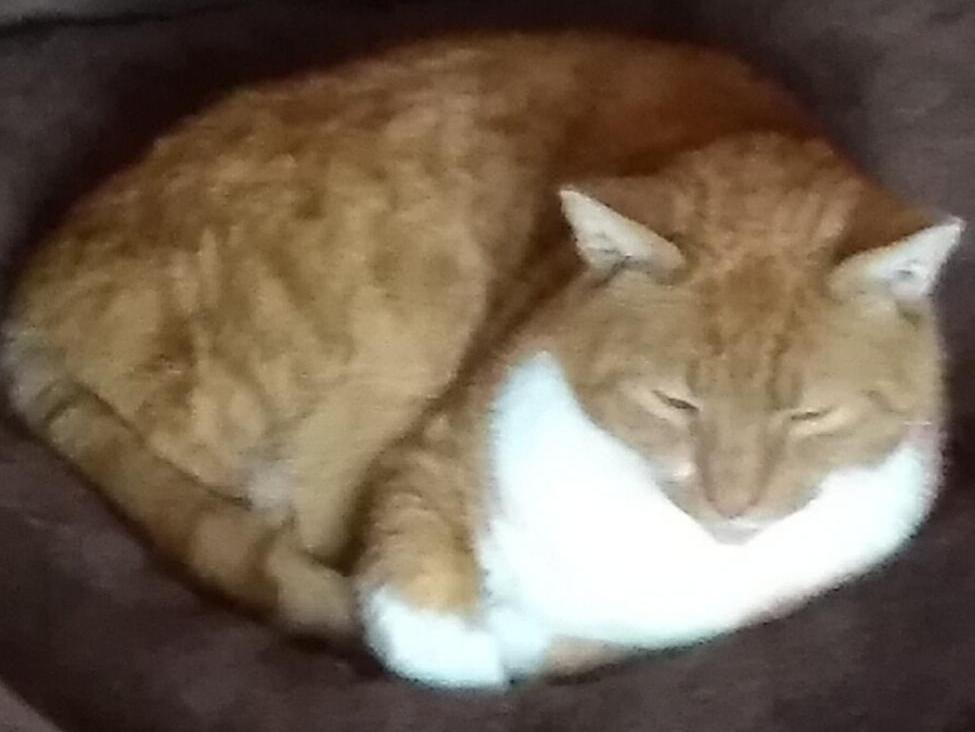 Vermisst wird Findus Hauskatze aus 21614 Buxtehude P100941058