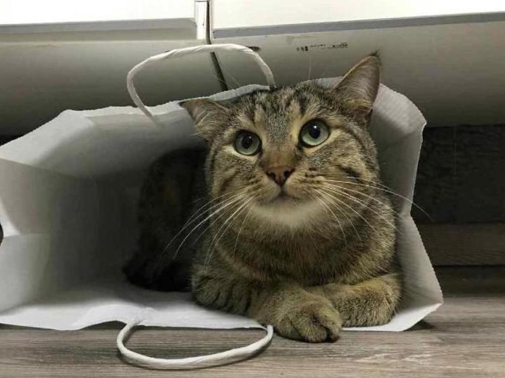 Vermisst wird Ugur Wildkatze aus 52080 Aachen P112046714
