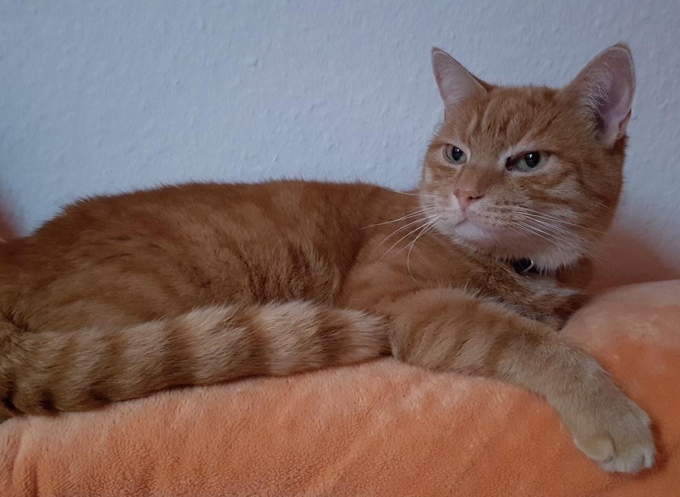 Vermisst wird Findus Hauskatze aus 22459 Hamburg P011653733