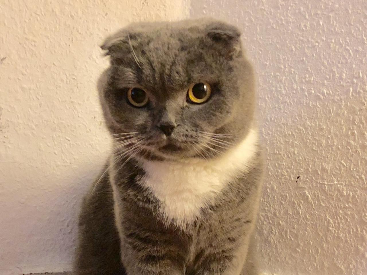 Vermisst wird Max Hauskatze aus 10829 Berlin P012454807
