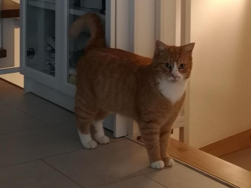 Vermisst wird Katerli Hauskatze aus 10365 Berlin P020356087