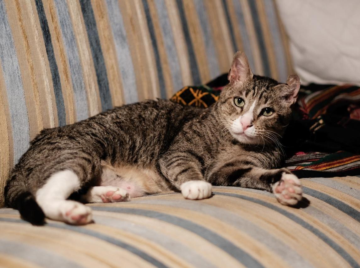 Vermisst wird Dalaigh Hauskatze aus 20251 Hamburg P021557563